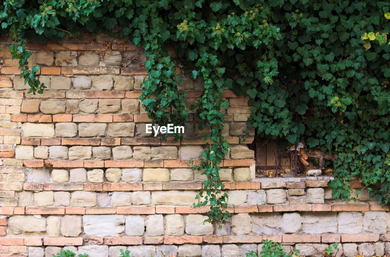 IVY ON STONE WALL