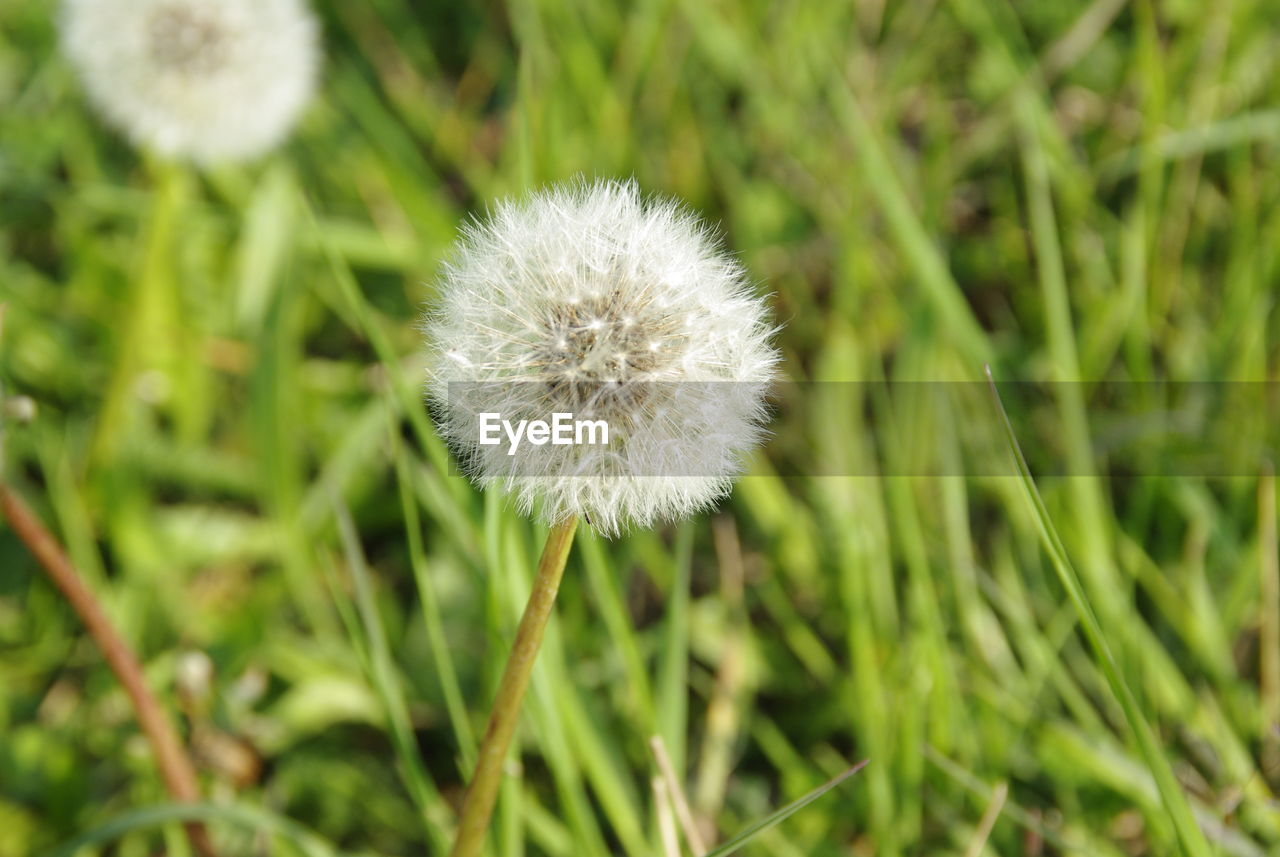 Close-up of white dandelion flower