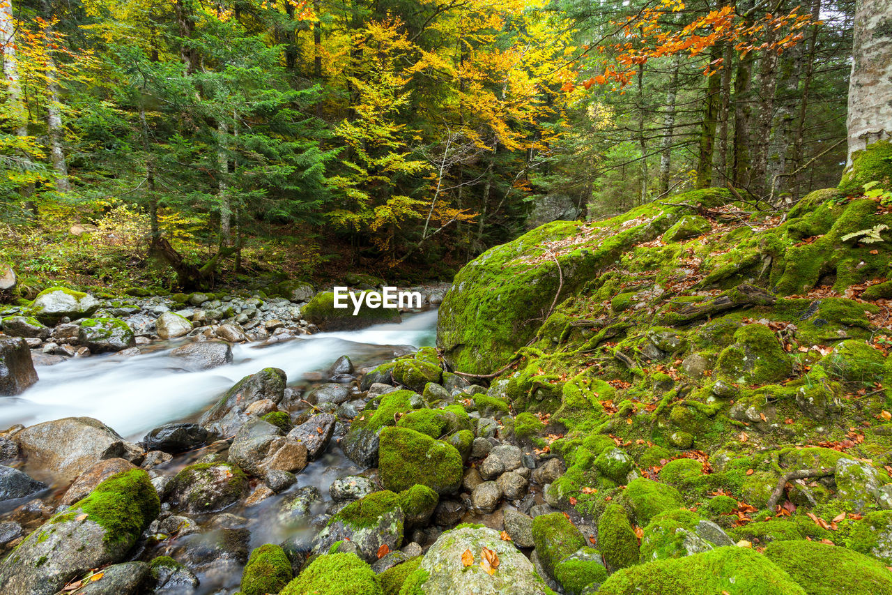 STREAM AMIDST ROCKS IN FOREST