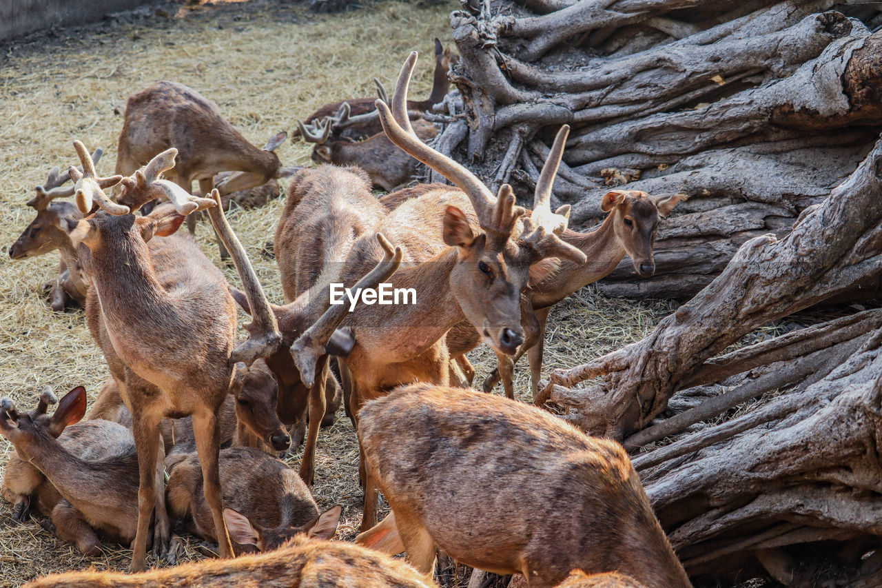 Deer in a field