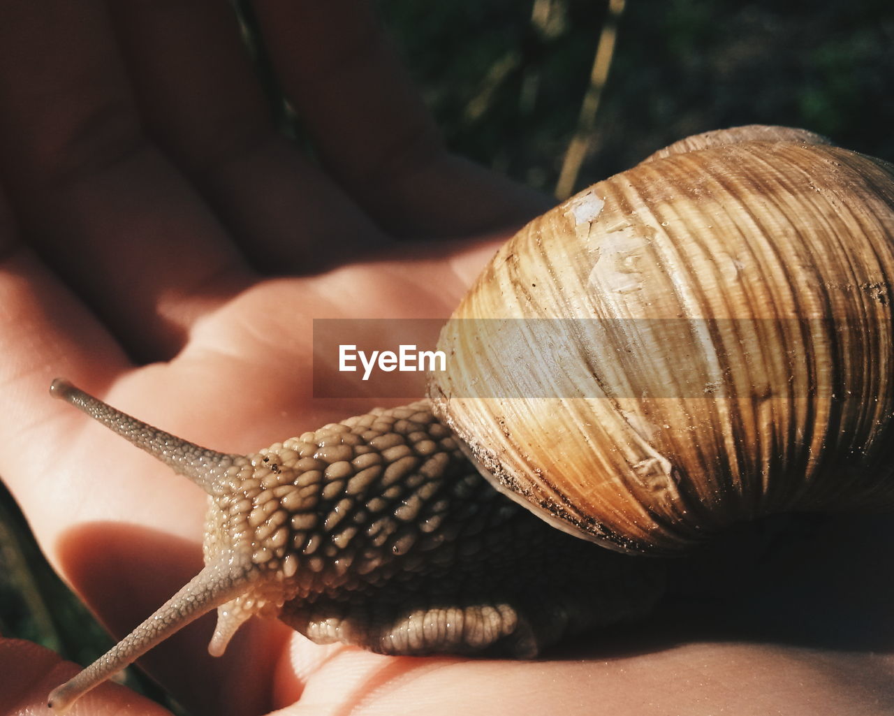 Close-up of cropped hand holding snail