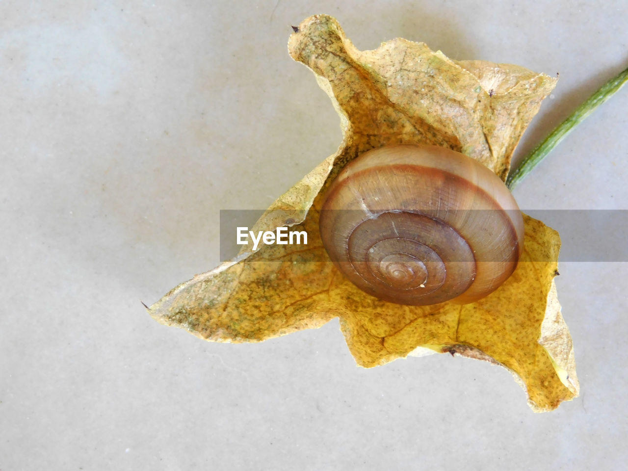 CLOSE-UP OF SNAIL ON WOOD