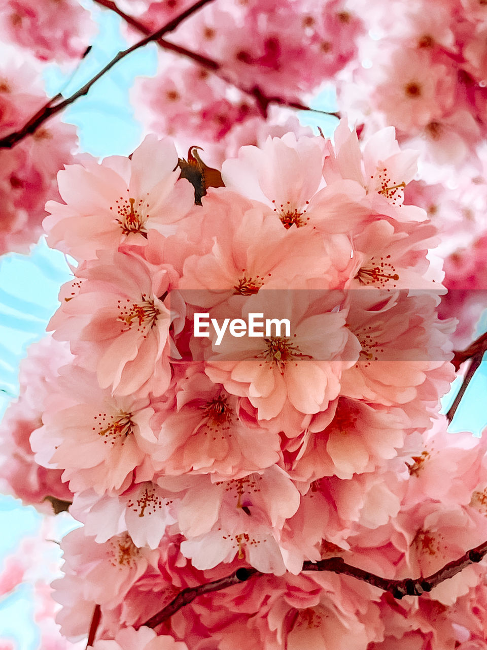 plant, flower, flowering plant, pink, fragility, beauty in nature, blossom, freshness, springtime, cherry, growth, cherry blossom, tree, nature, petal, branch, close-up, inflorescence, spring, no people, flower head, cherry tree, produce, outdoors, day, food, pollen, focus on foreground, botany, twig, plum blossom, stamen, orchard