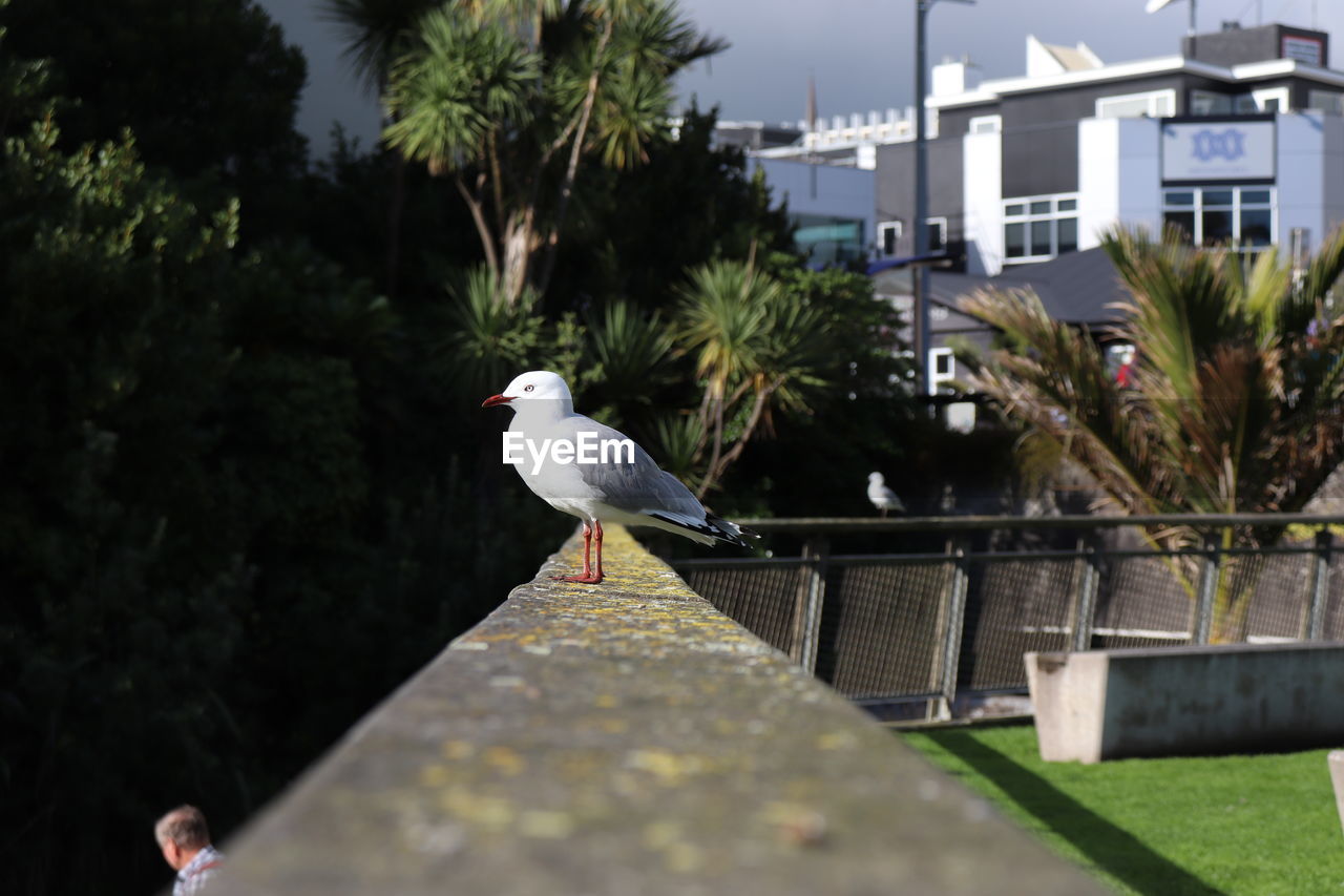 SEAGULL PERCHING ON RAILING
