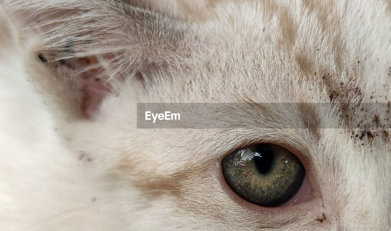 Close-up of cat eye