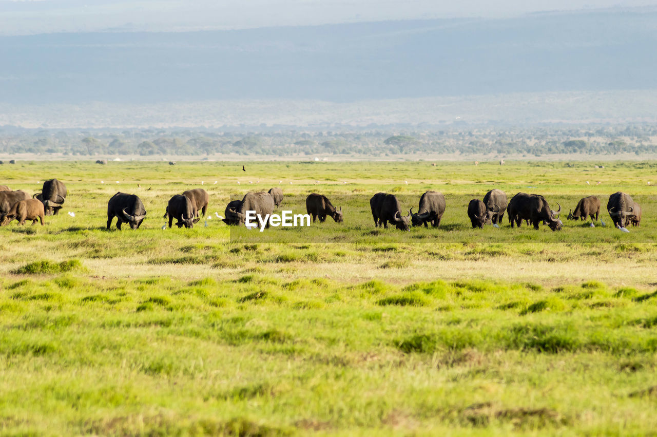 African buffalo  syncerus caffer, member of the african big five of amboseli national park in kenya.