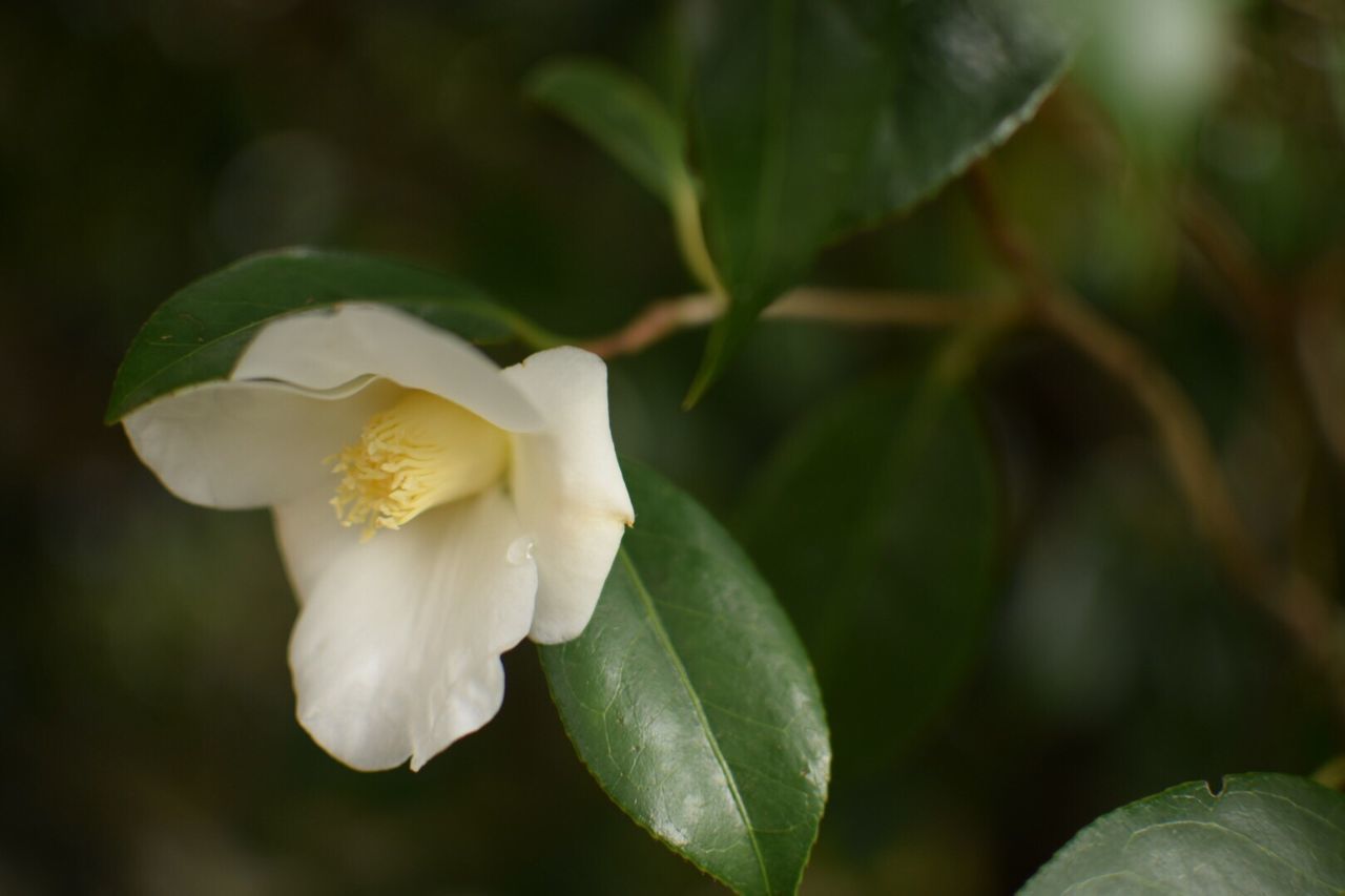 CLOSE-UP OF WHITE FLOWERS BLOOMING OUTDOORS