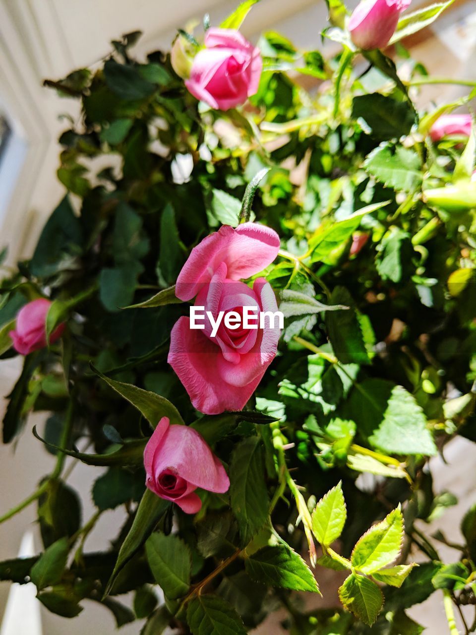 CLOSE-UP OF PINK ROSE