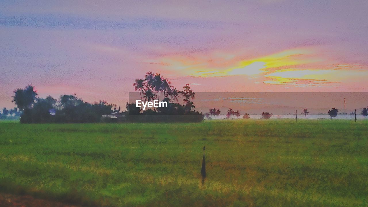 SCENIC VIEW OF FIELD DURING SUNSET