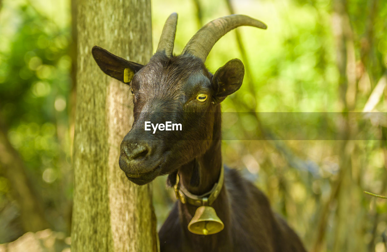 Close-up of goat by tree