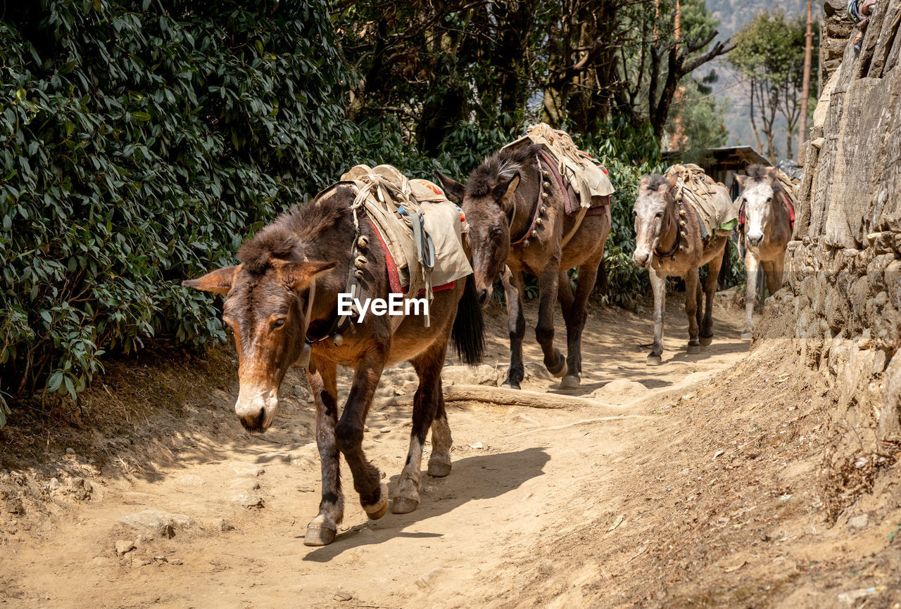 A mule train on the trail from lukla to namche bazaar in nepal.