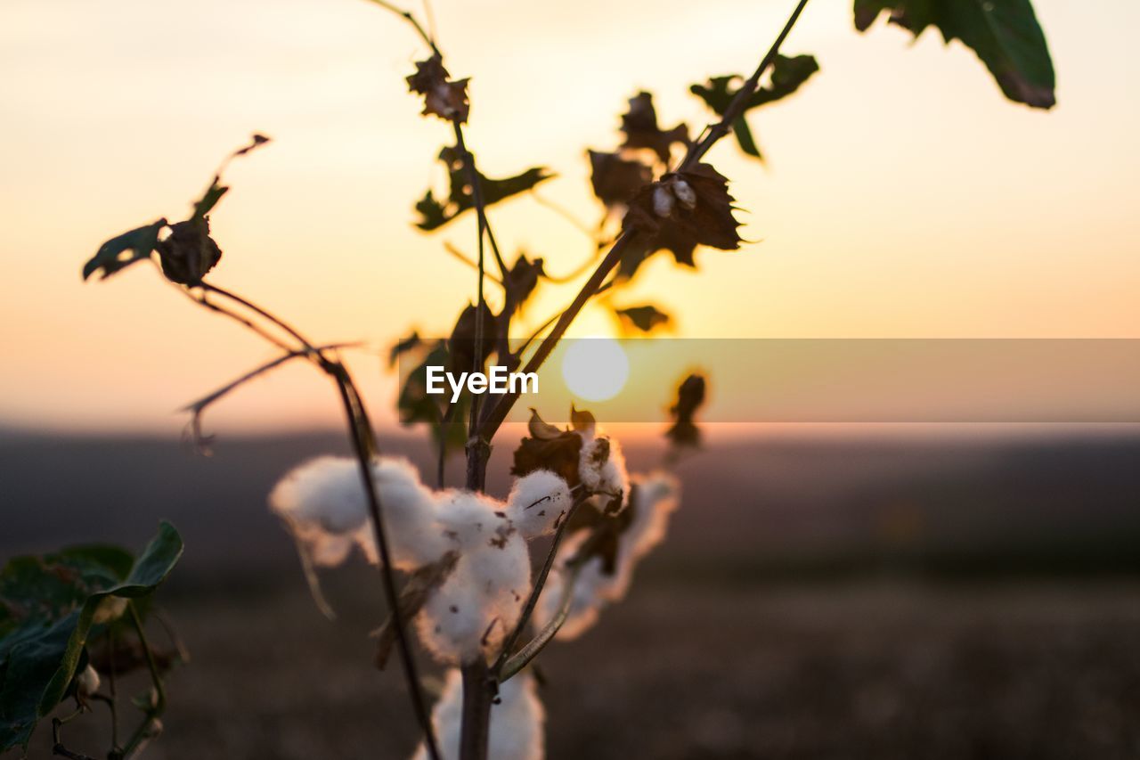 Close-up of flowers against blurred background