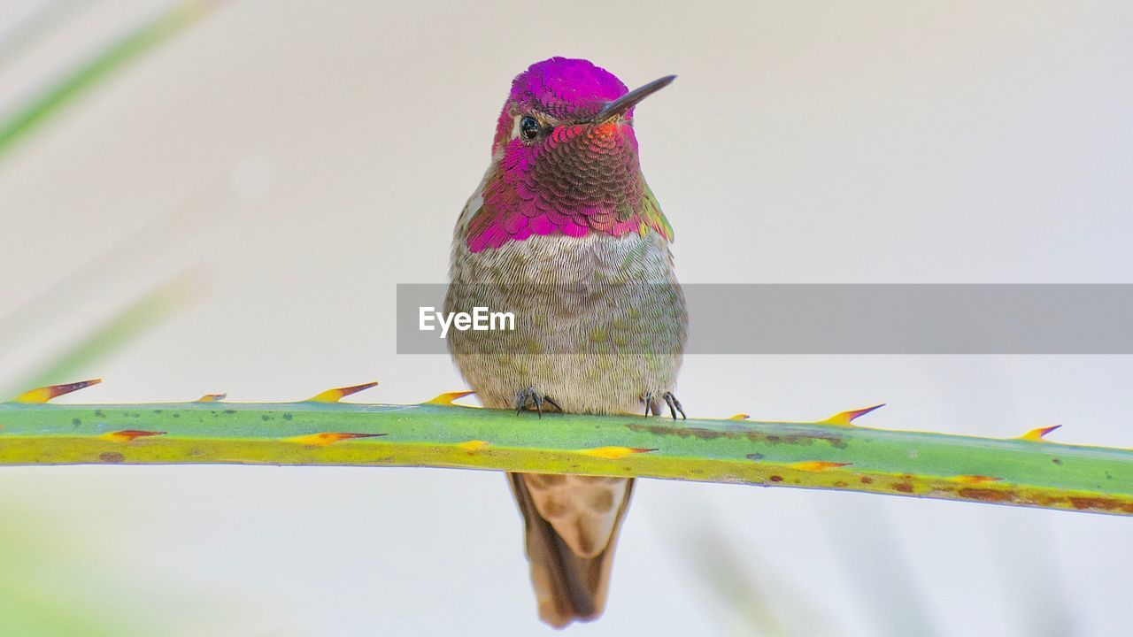 CLOSE-UP OF BIRD PERCHING ON PINK WIRE