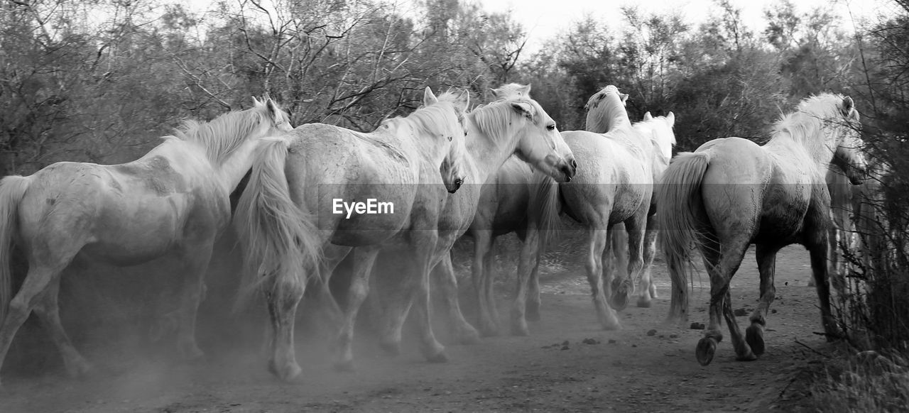 Horses walking on field