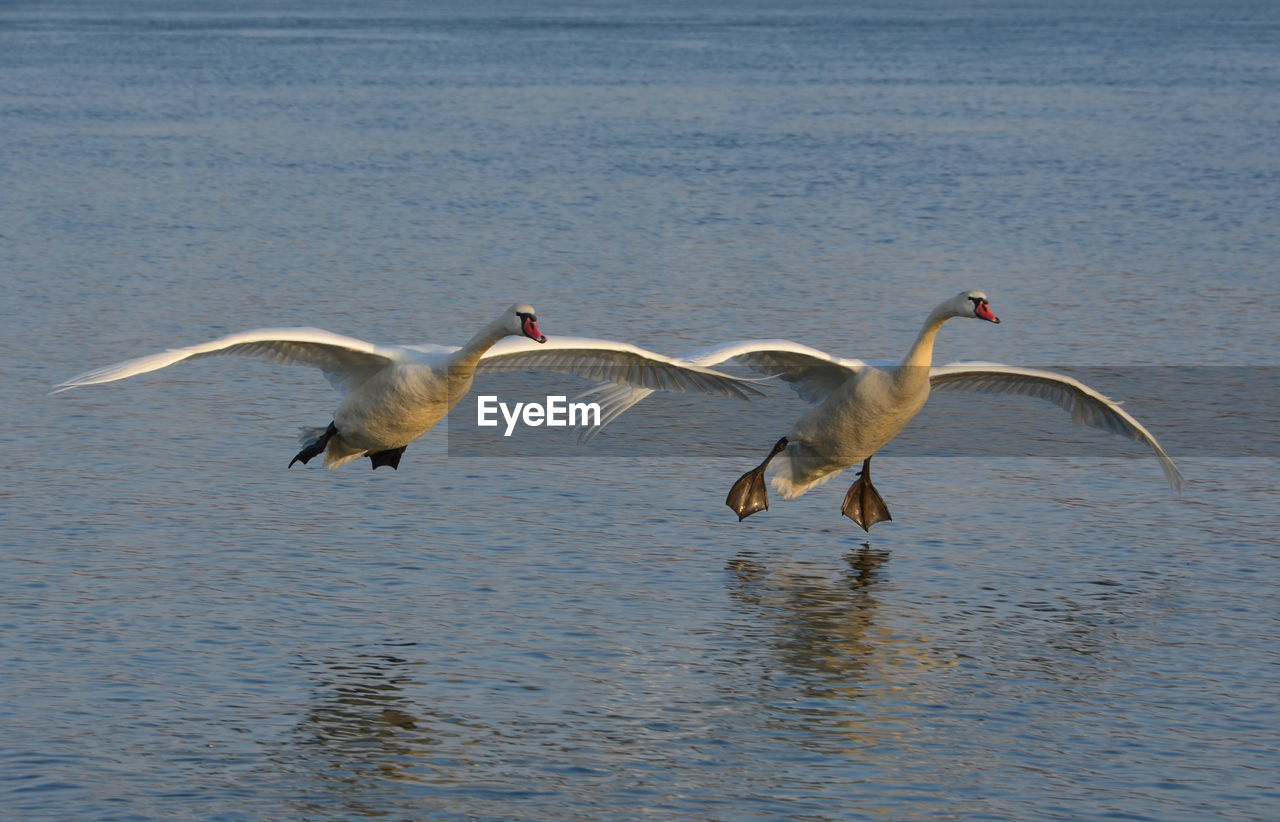 Two swans flying over the water before landing