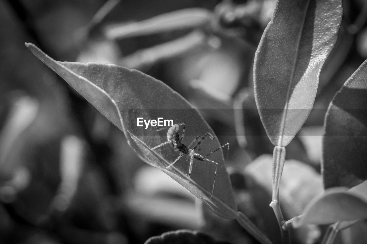 black, black and white, leaf, plant part, plant, close-up, monochrome, monochrome photography, growth, nature, macro photography, flower, branch, beauty in nature, no people, focus on foreground, animal, animal themes, animal wildlife, outdoors, white, insect, day, fragility