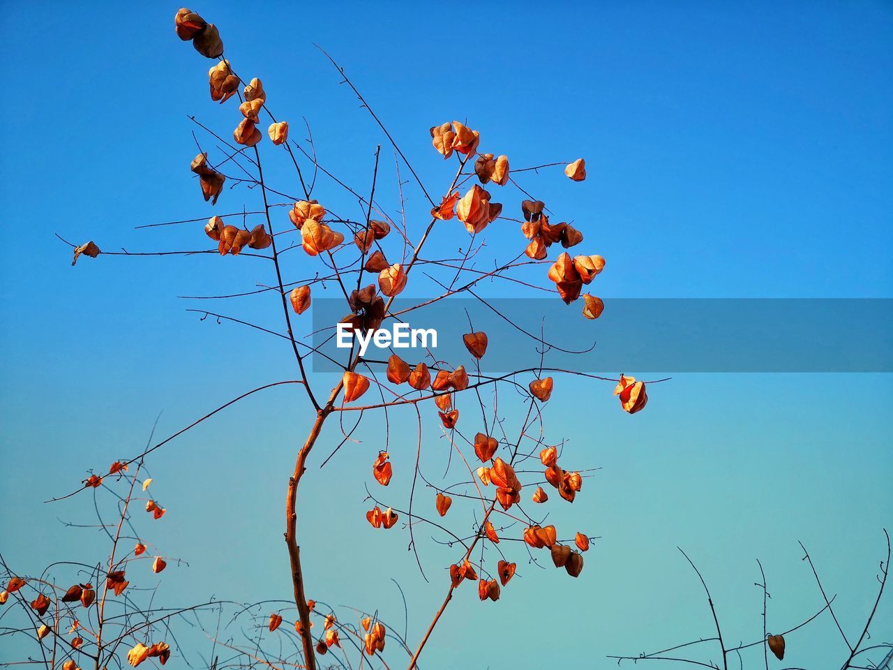 LOW ANGLE VIEW OF ORANGE BERRIES ON TREE AGAINST SKY