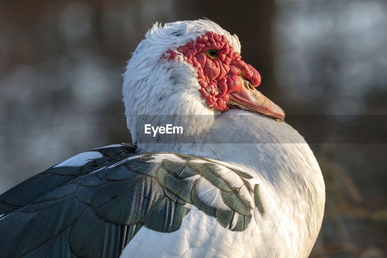 Muscovy duck on pond