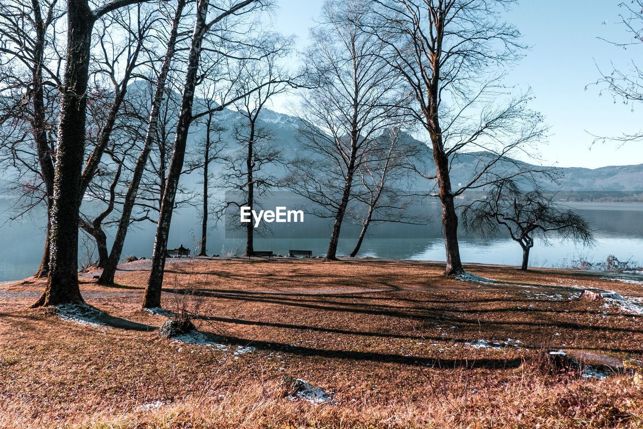 Bare trees on field against sky