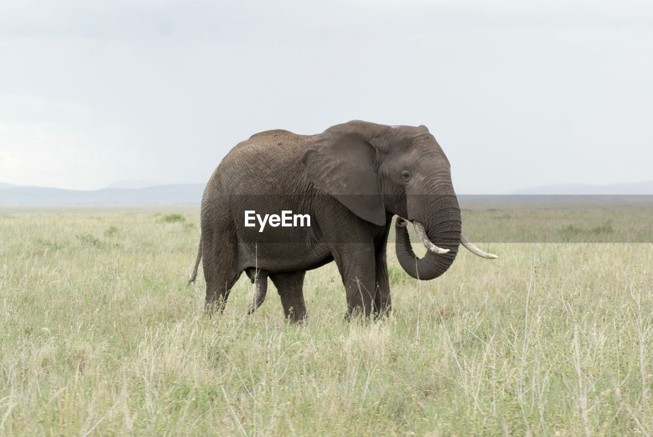 ELEPHANT ON FIELD