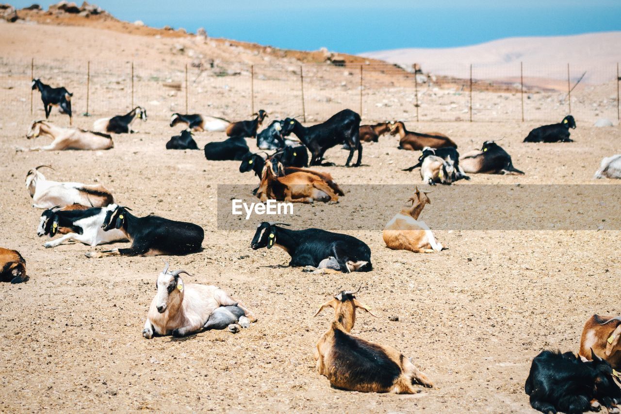 Goats sitting on field