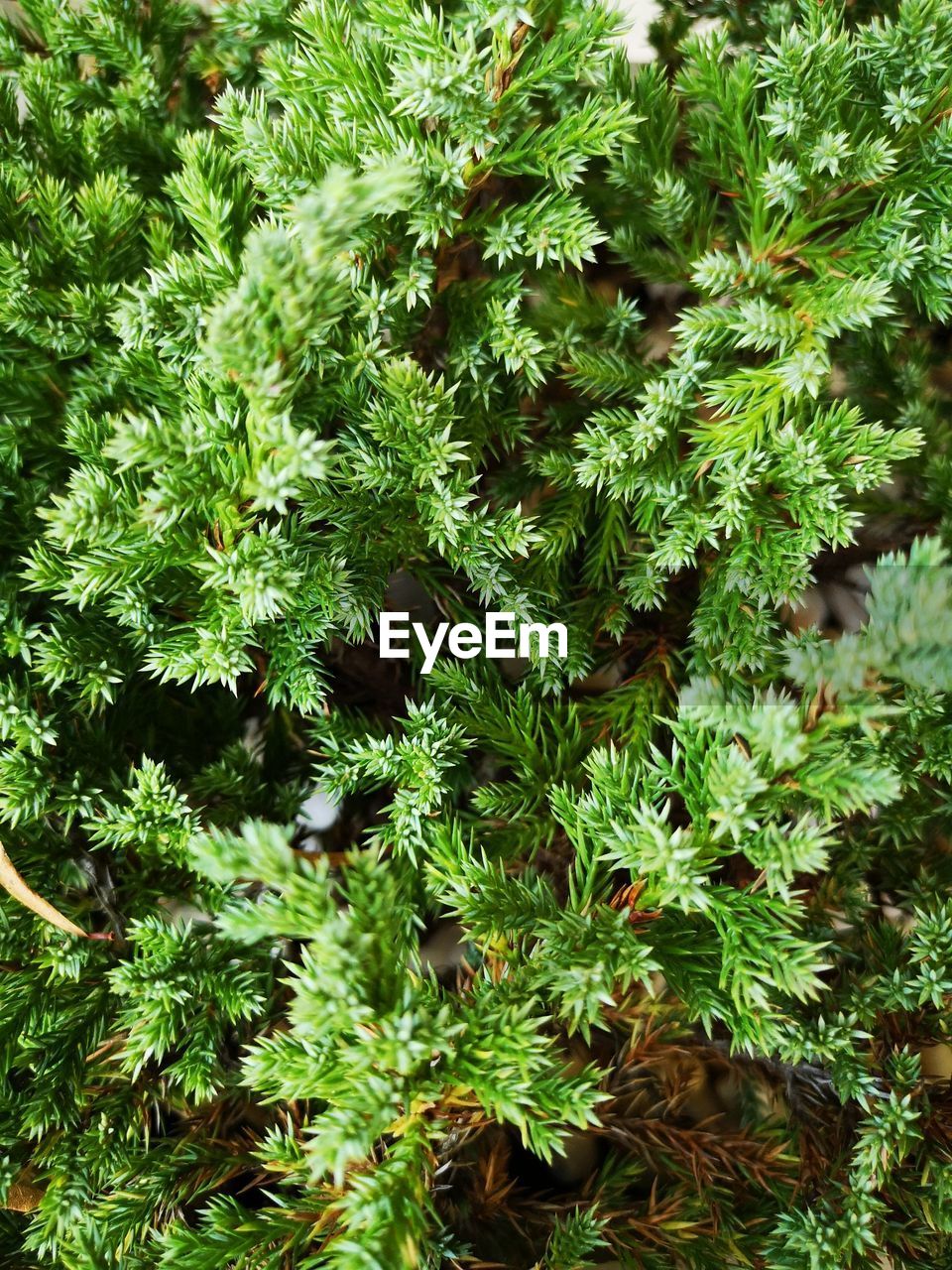 HIGH ANGLE VIEW OF FRESH GREEN PLANTS