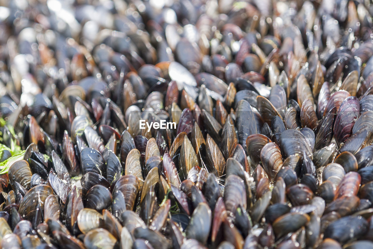 HIGH ANGLE VIEW OF SHELLS ON THE GROUND