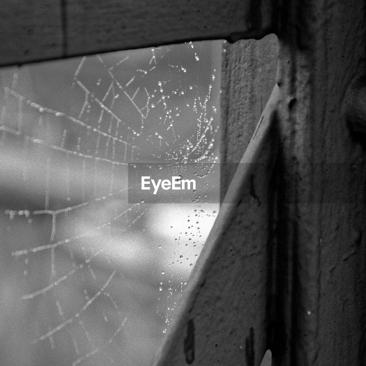 Close-up of wet spider web on window