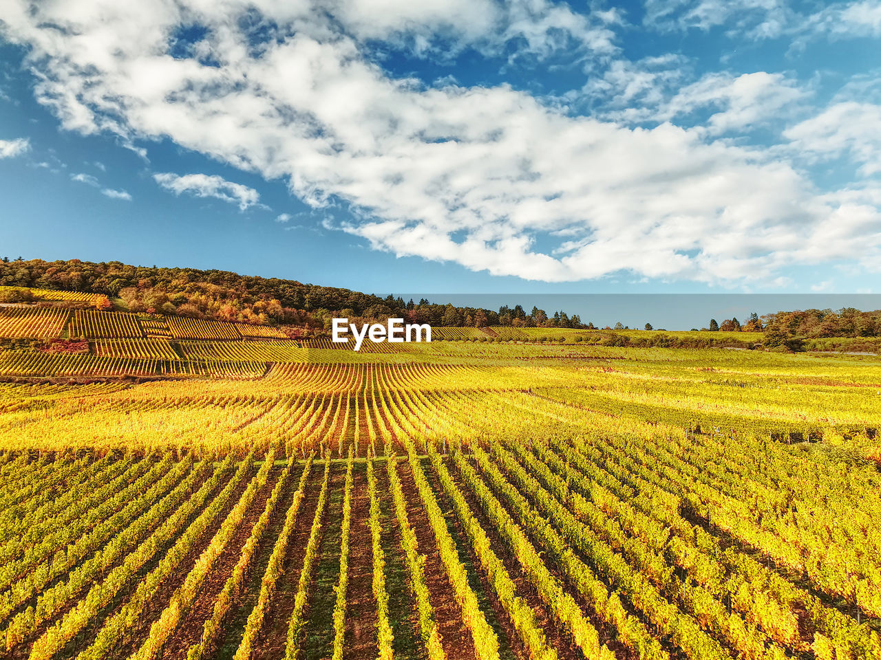 Scenic view of agricultural field against sky