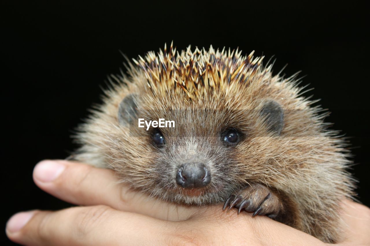 Close-up of hand holding hedgehog over black background