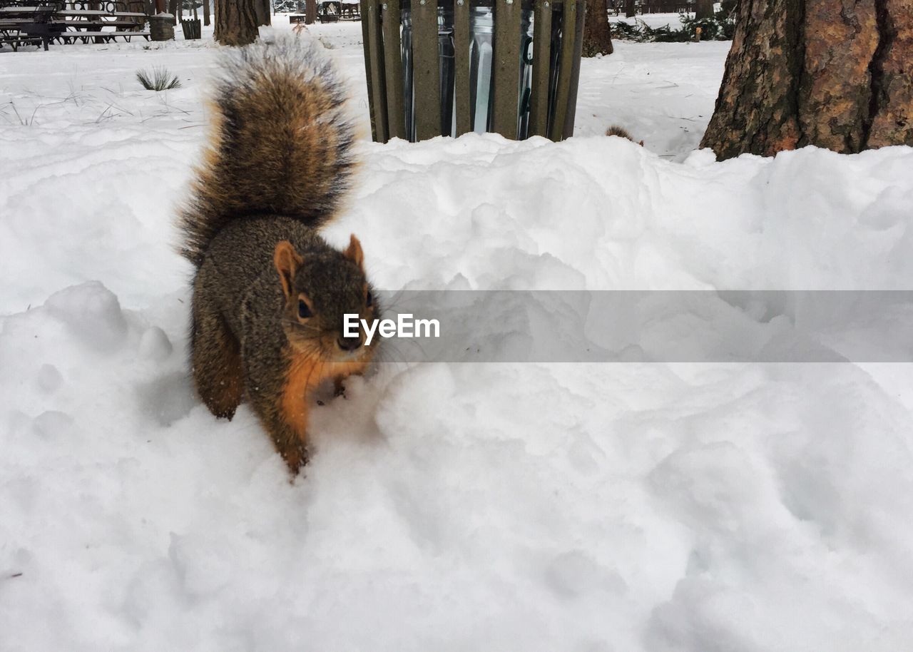 Close-up of squirrel on snow field