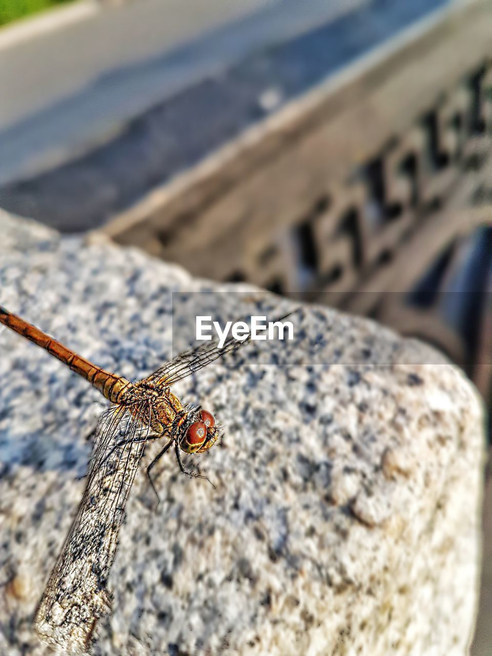 HIGH ANGLE VIEW OF DRAGONFLY ON LEAF