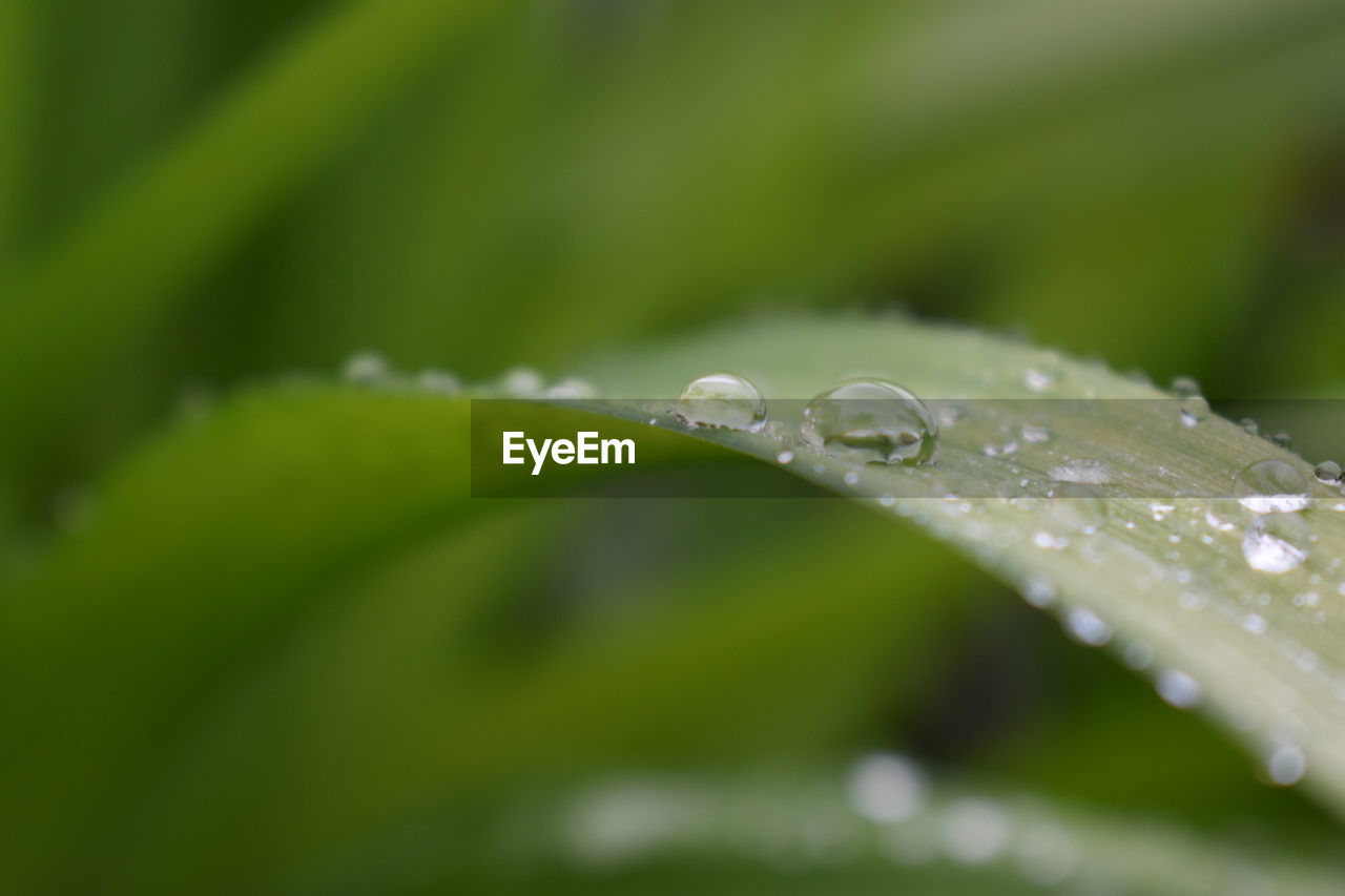 CLOSE-UP OF WATER DROPS ON LEAVES