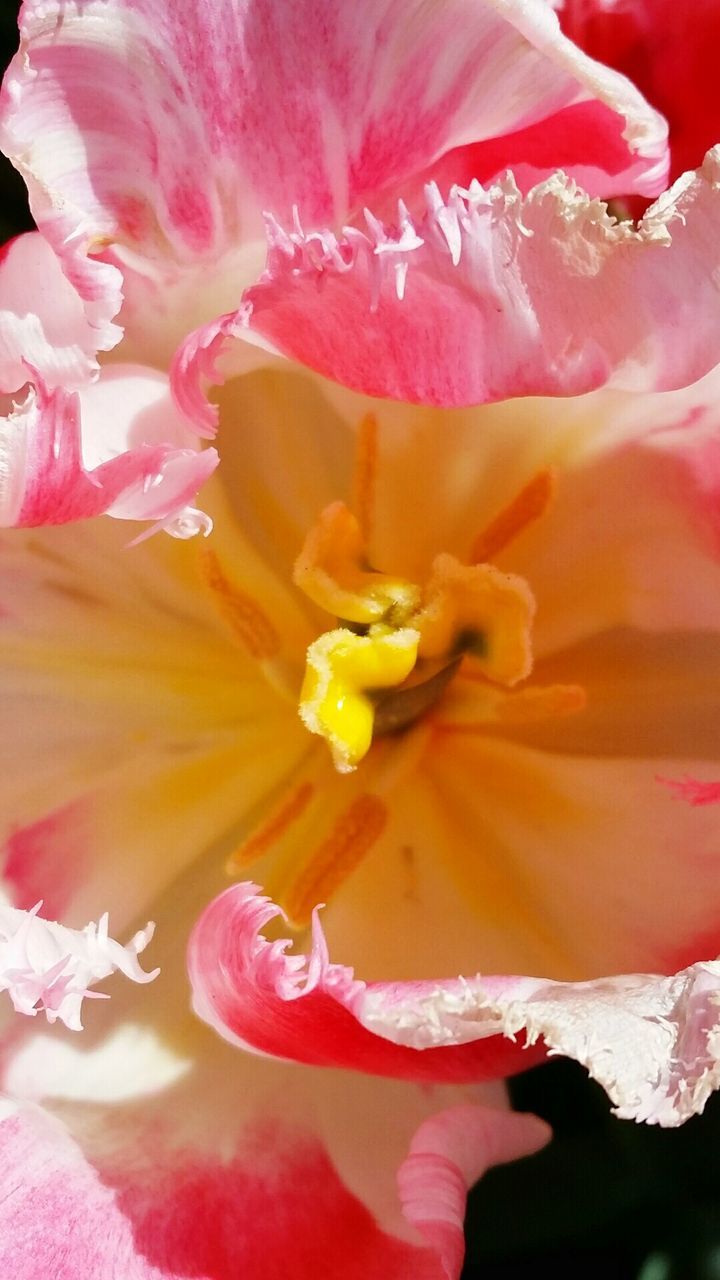 Close-up of red tulip