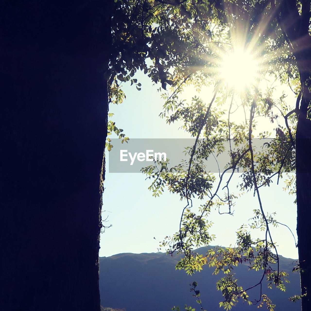 LOW ANGLE VIEW OF TREES AGAINST CLEAR SKY