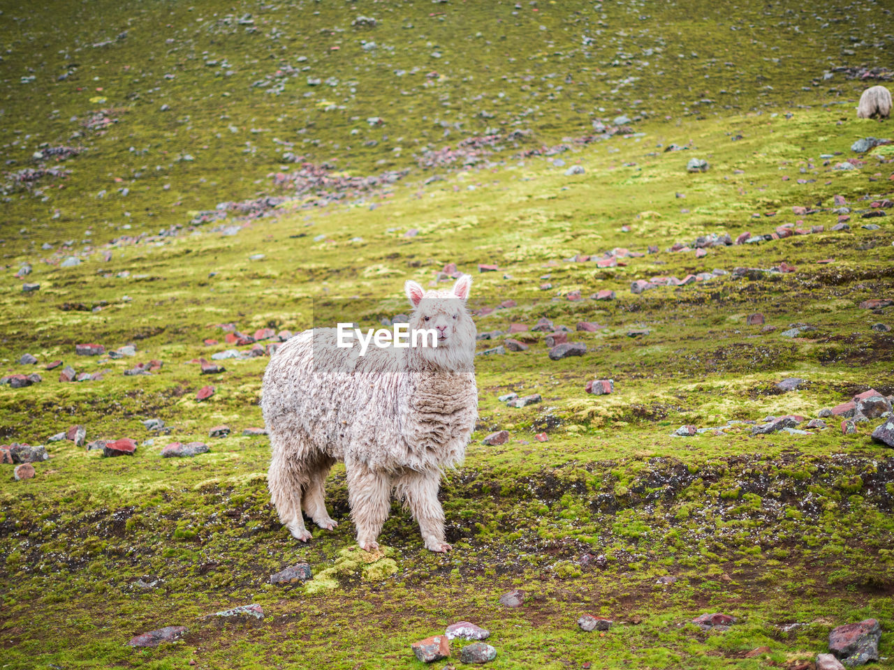 PORTRAIT OF SHEEP ON GRASS