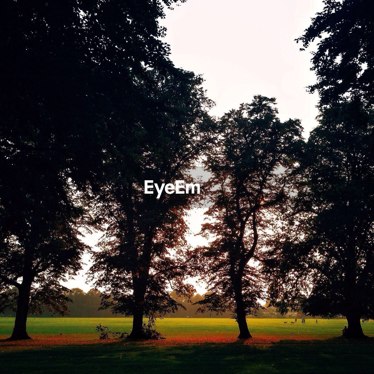 TREES ON GRASSY FIELD IN PARK