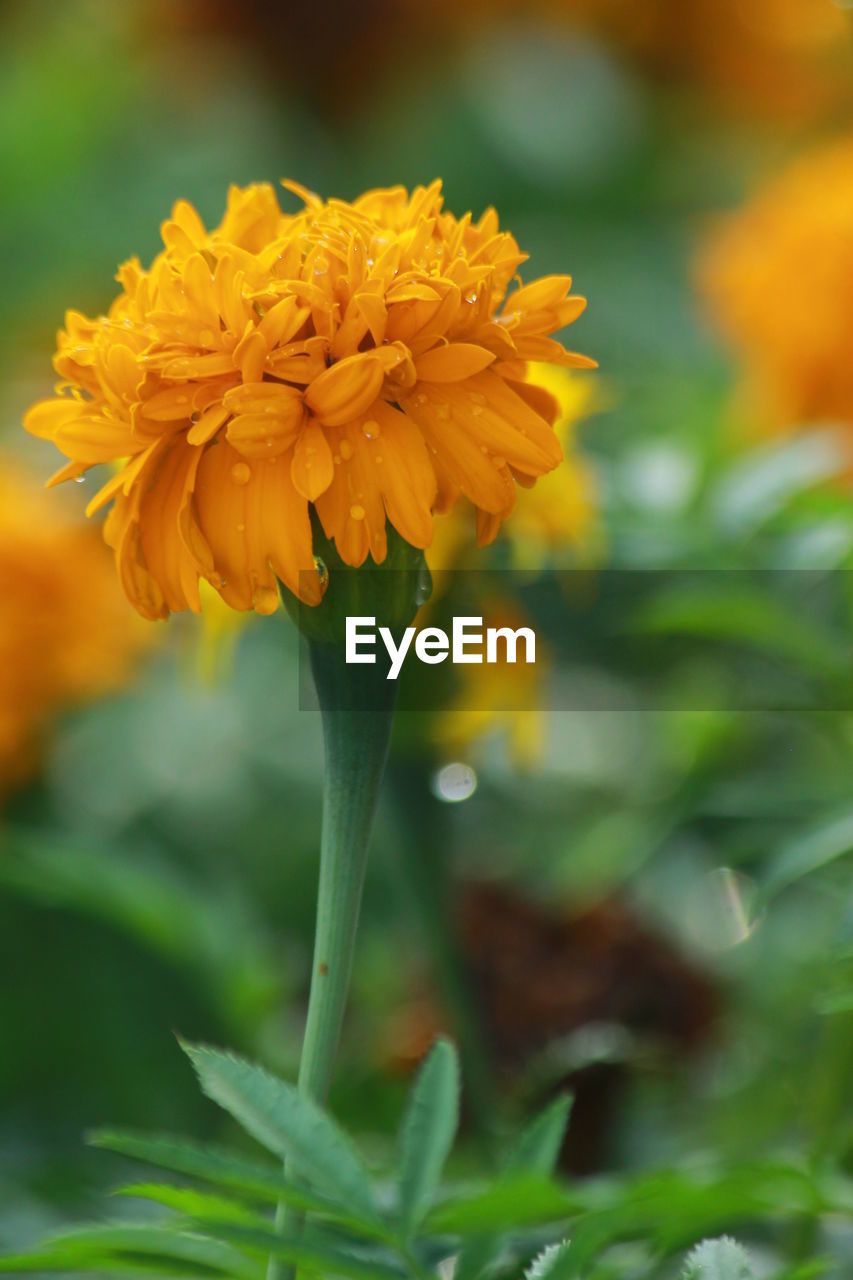 CLOSE-UP OF YELLOW FLOWER