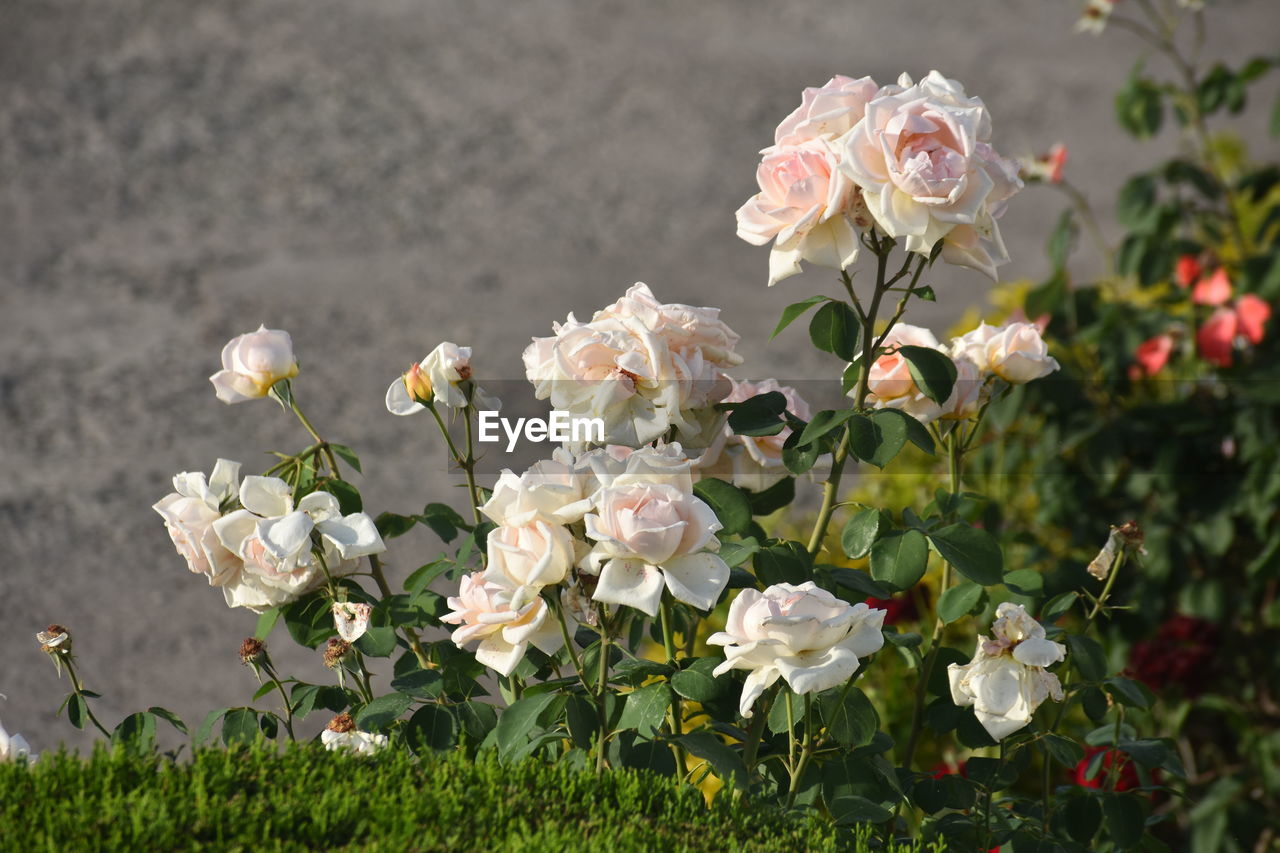 CLOSE-UP OF WHITE FLOWERING PLANTS