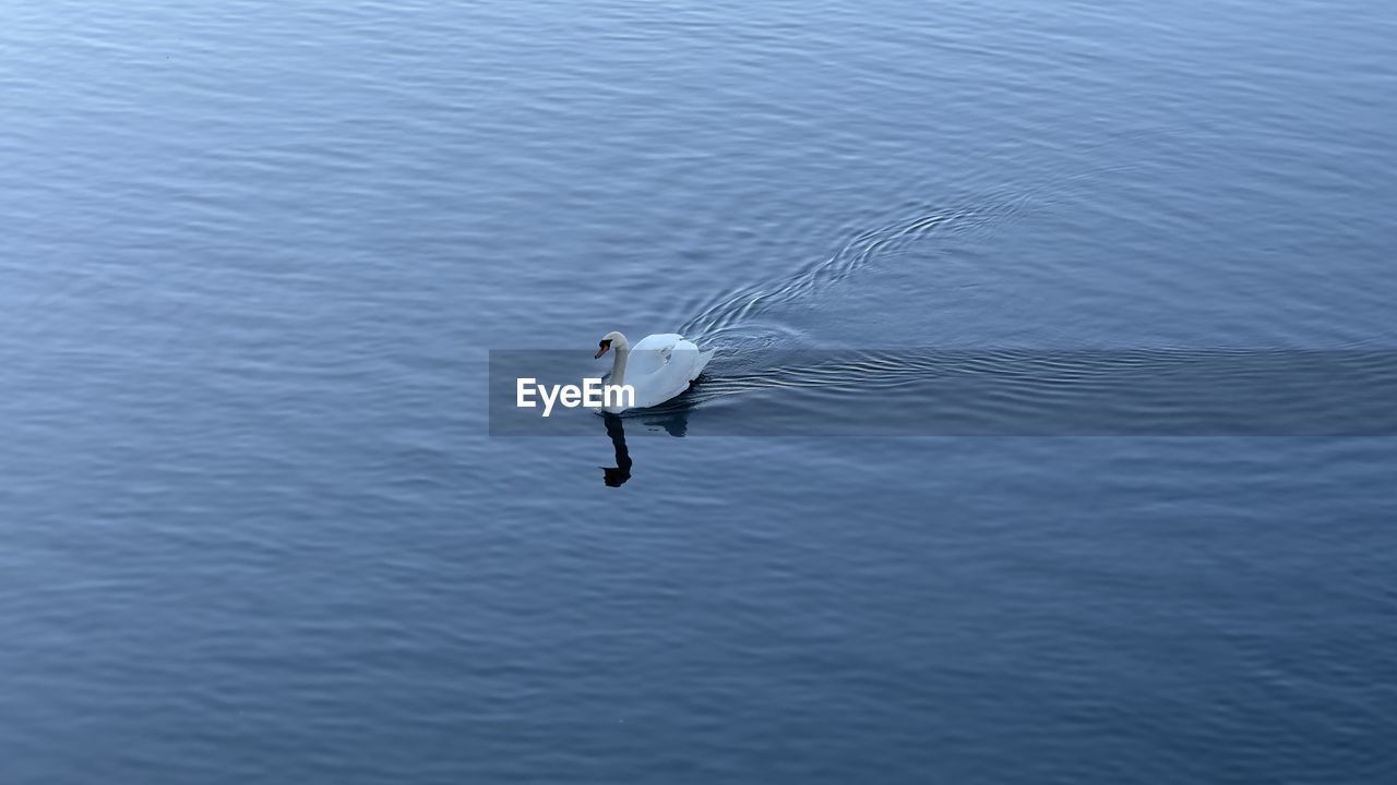 water, animal, animal themes, animal wildlife, wildlife, one animal, lake, waterfront, wing, bird, high angle view, nature, day, no people, beauty in nature, rippled, swimming, outdoors, tranquility, flying, water bird, motion, reflection