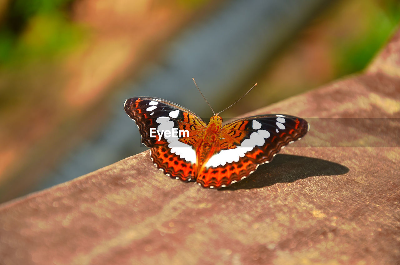 Close-up of butterfly