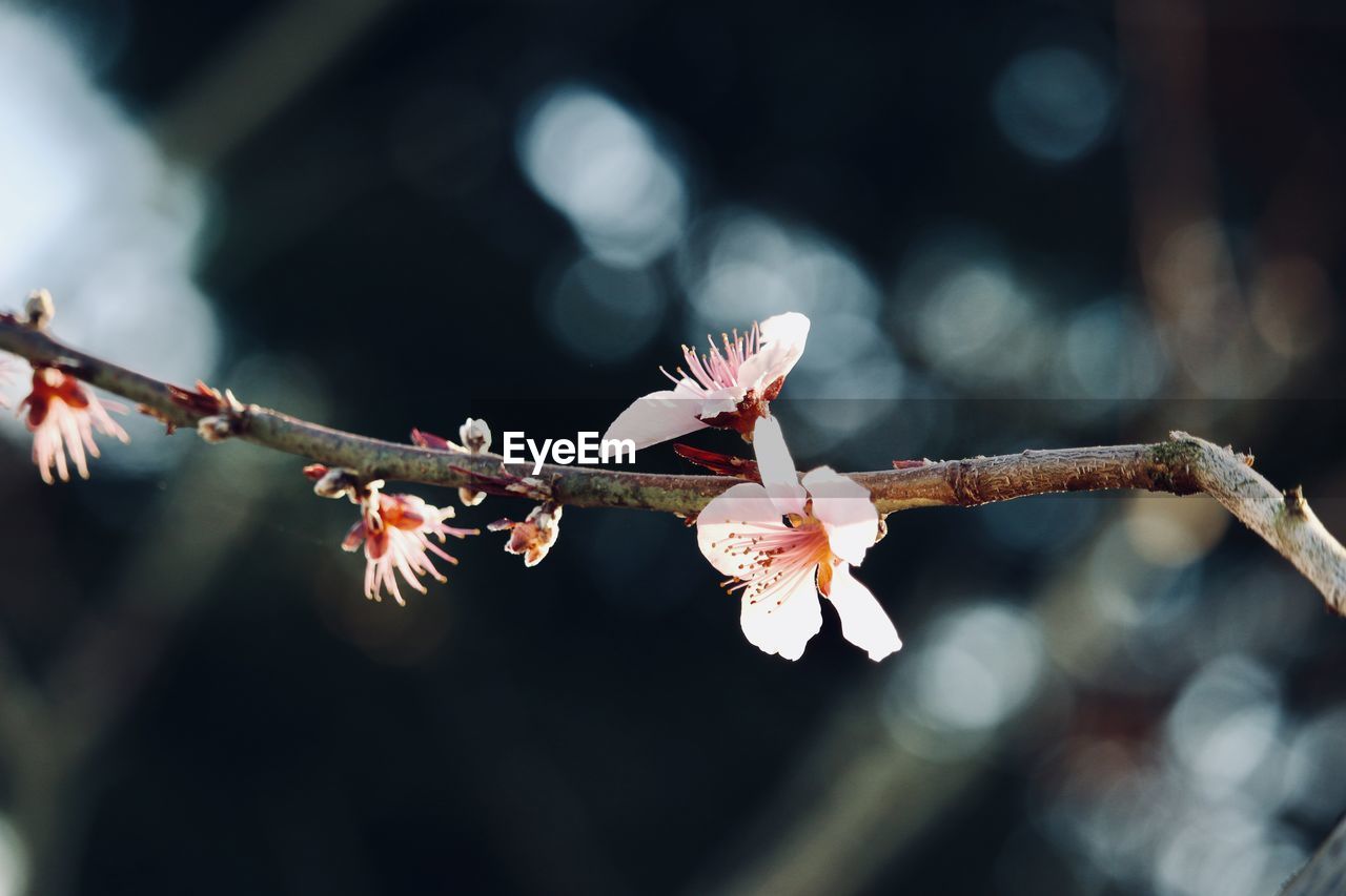 Close-up of cherry blossom on branch