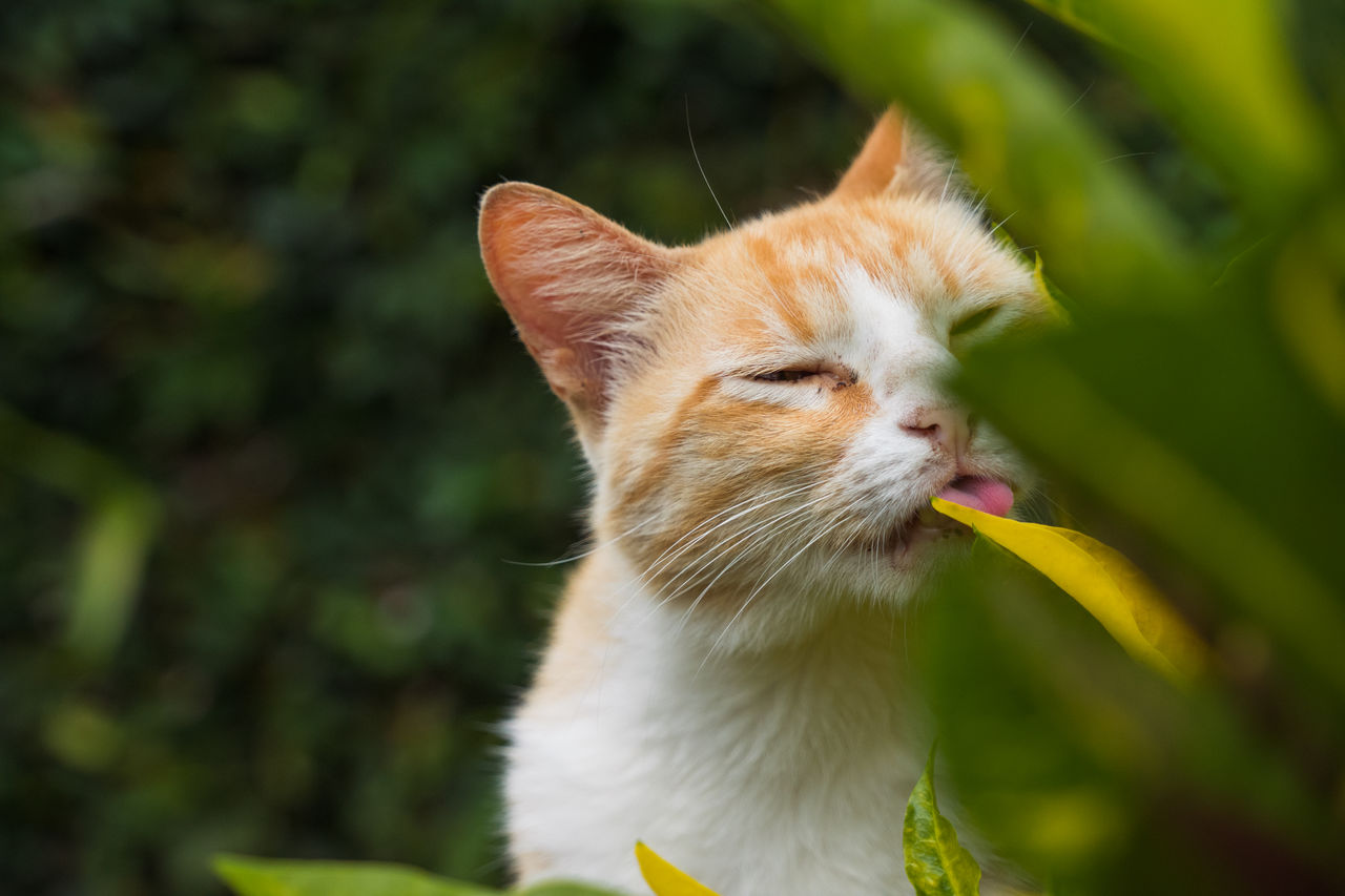 CLOSE-UP OF A CAT AGAINST PLANTS