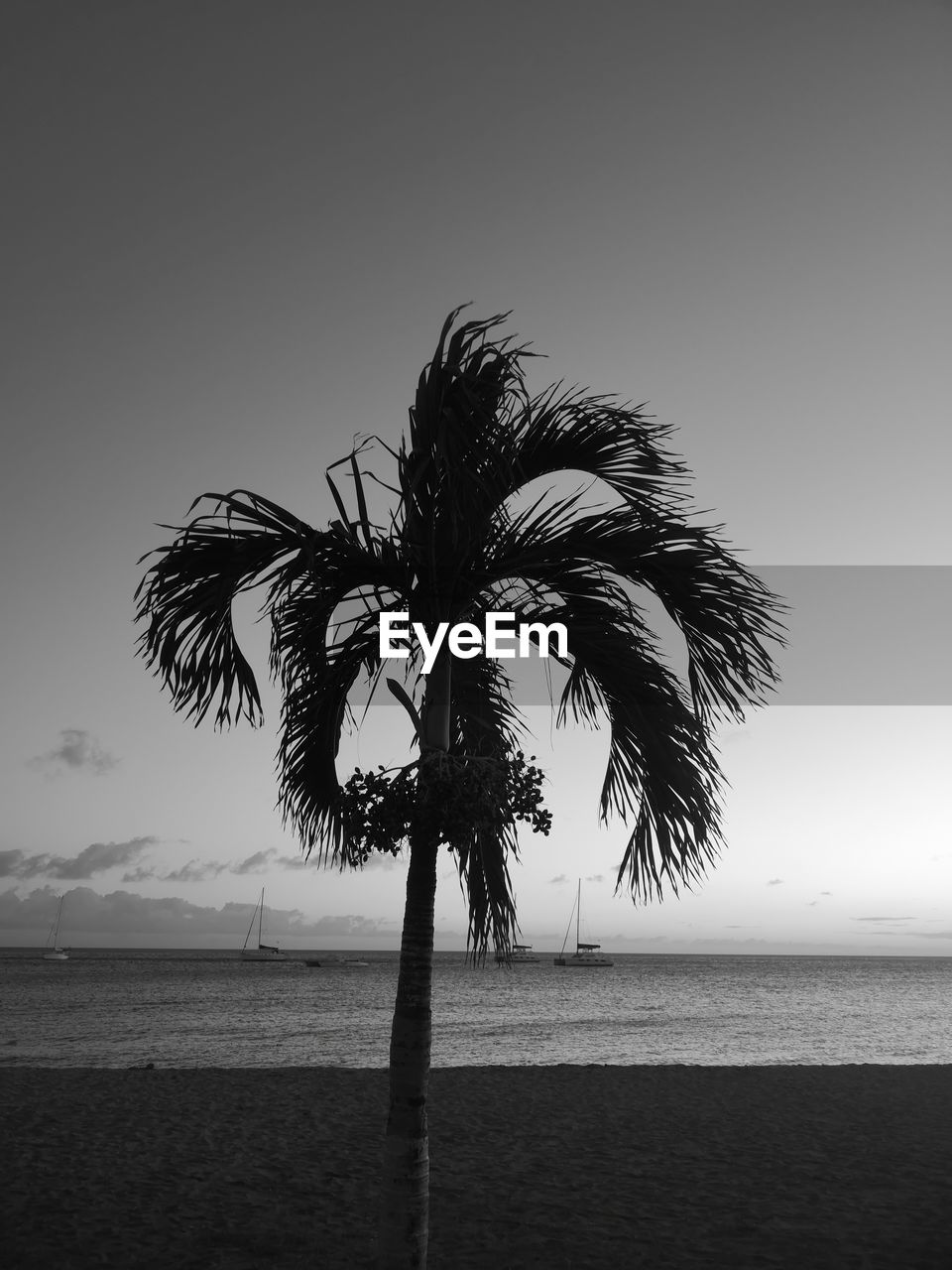 Palm tree by sea against sky
