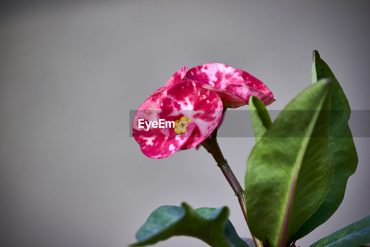 Close-up of water drops on pink flower blooming outdoors