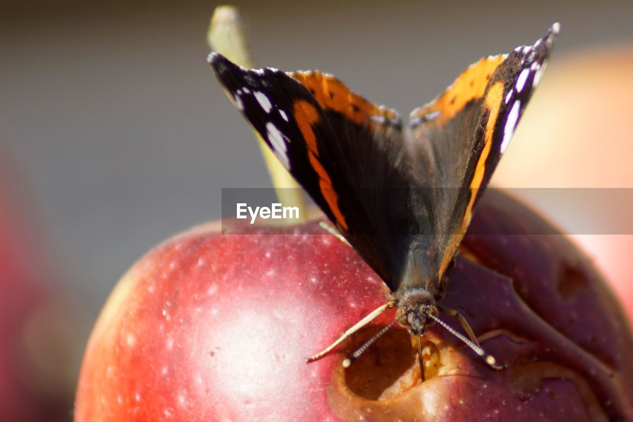 CLOSE-UP OF INSECT ON FRUIT