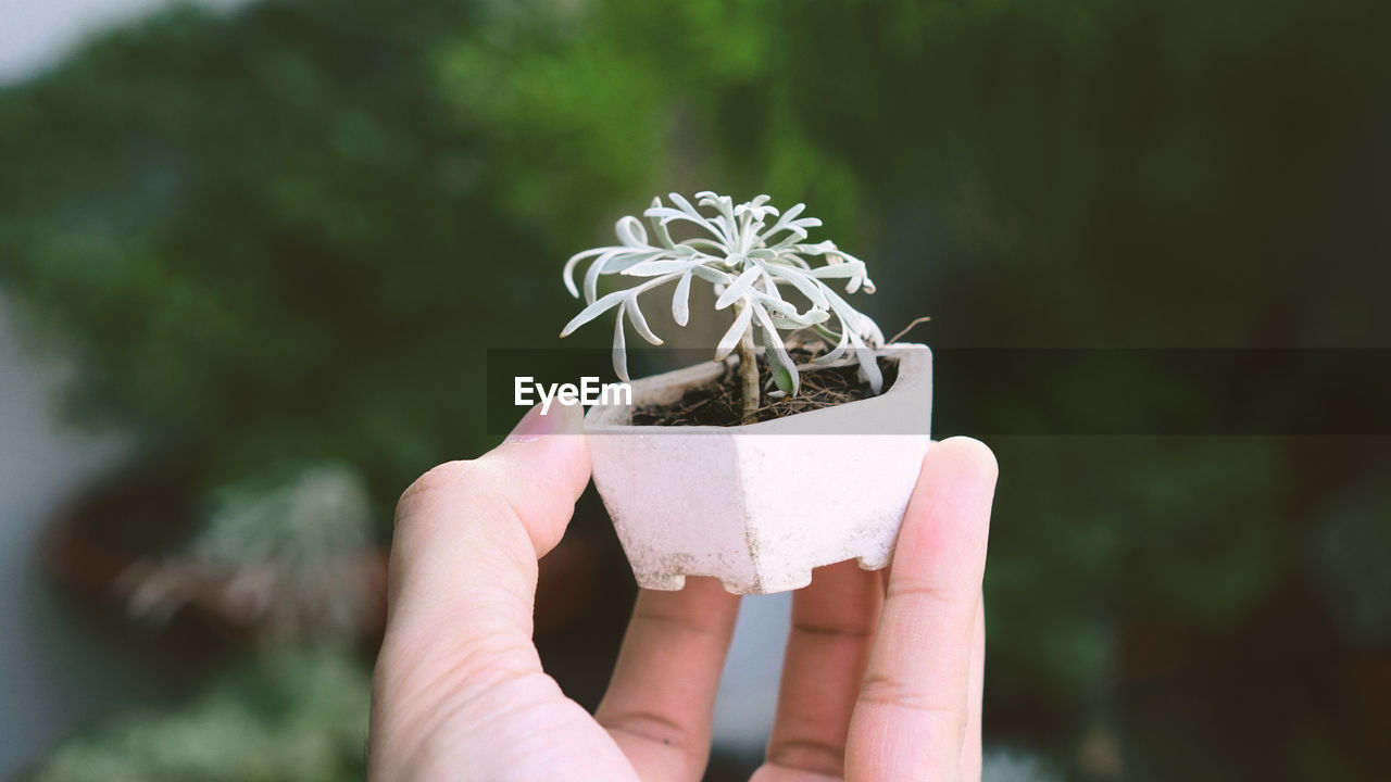 Cropped hand of person holding potted plant outdoors