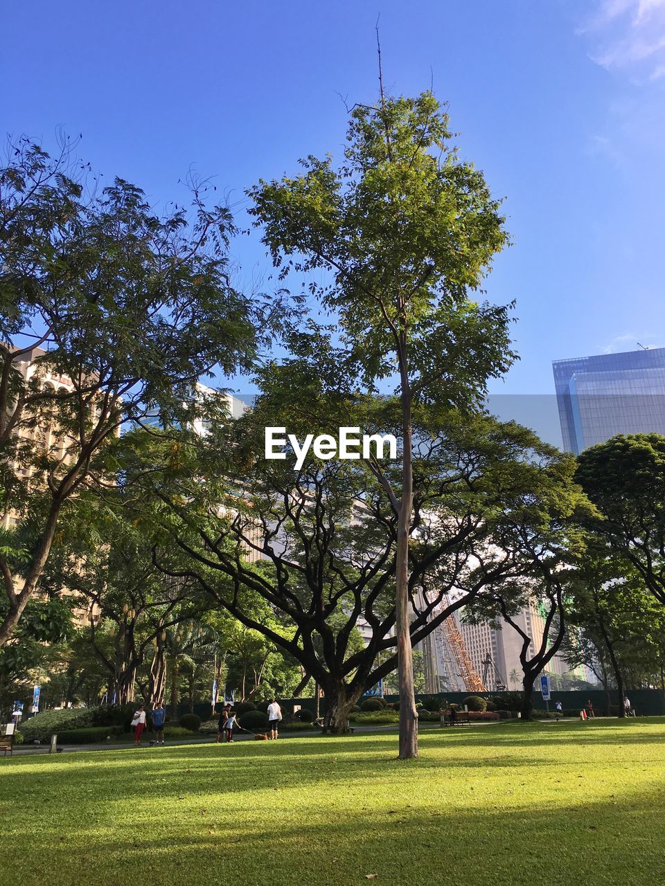 VIEW OF TREES IN PARK