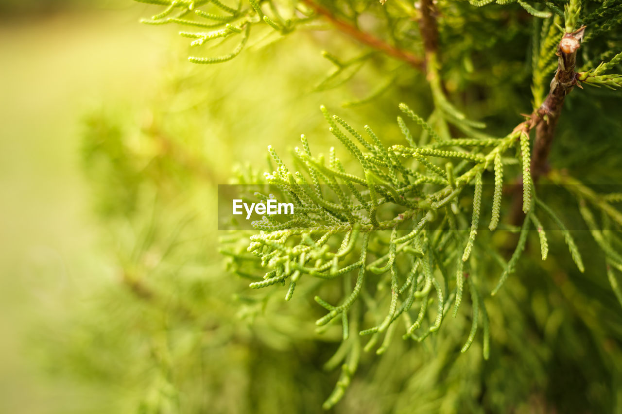 Close-up of pine tree leaves