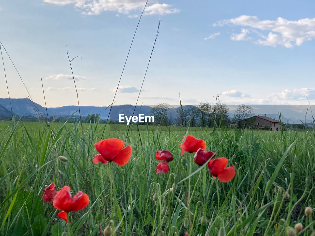 plant, sky, flower, beauty in nature, nature, landscape, flowering plant, red, land, environment, cloud, field, poppy, meadow, freshness, scenics - nature, growth, rural scene, mountain, no people, grass, grassland, tranquility, tranquil scene, day, outdoors, springtime, agriculture, green, fragility, prairie, blue, non-urban scene, wildflower, mountain range, horizon over land, plain, cereal plant, sunlight, idyllic, crop, petal, flower head